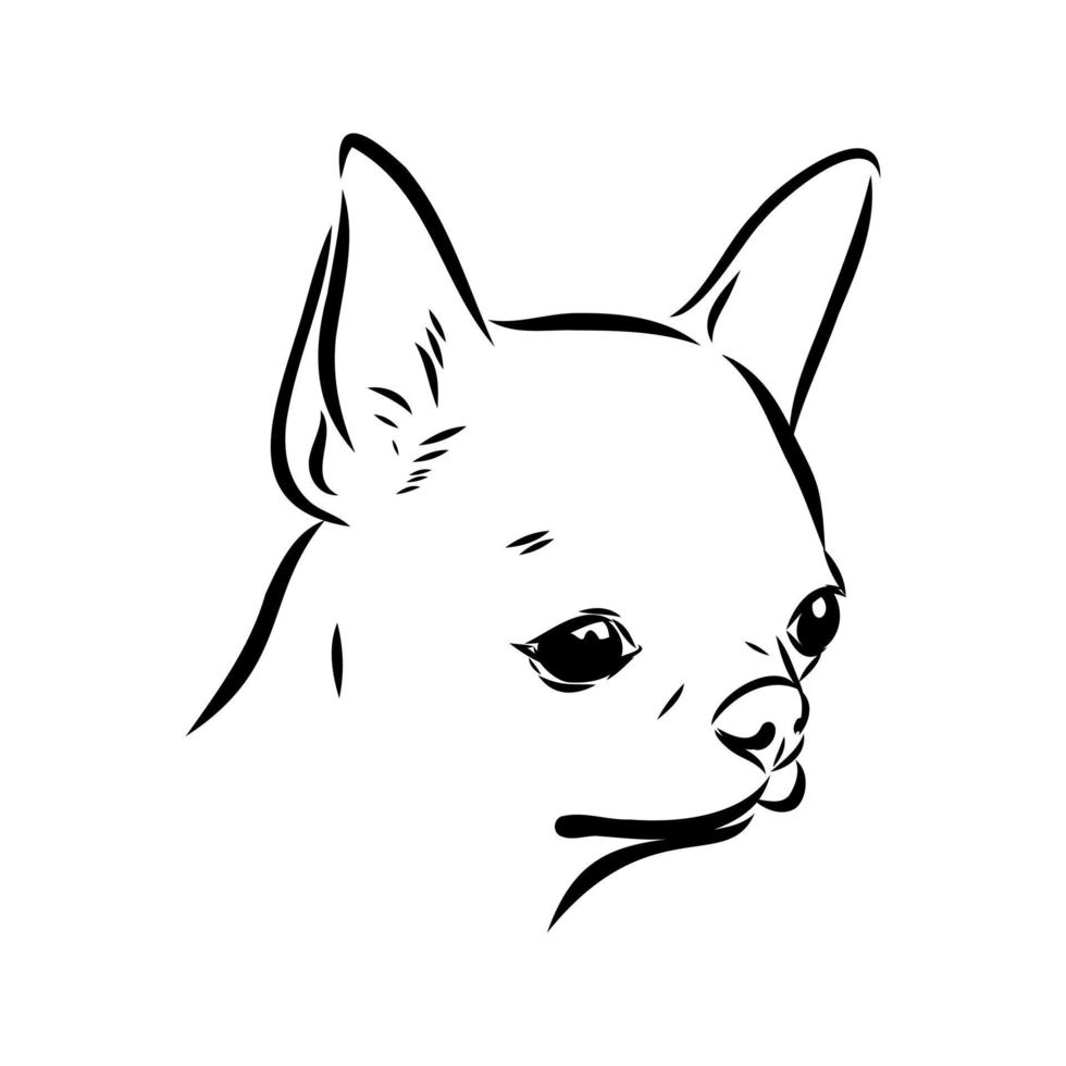 chihuahua vector sketch