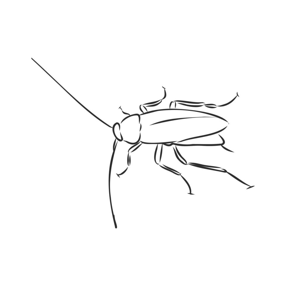 cockroach vector sketch