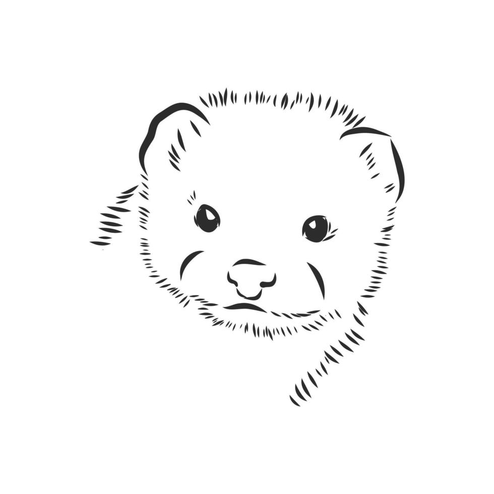 sable vector sketch