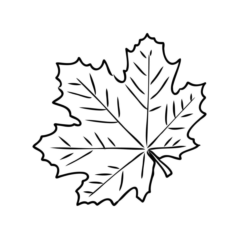 maple leaf vector sketch