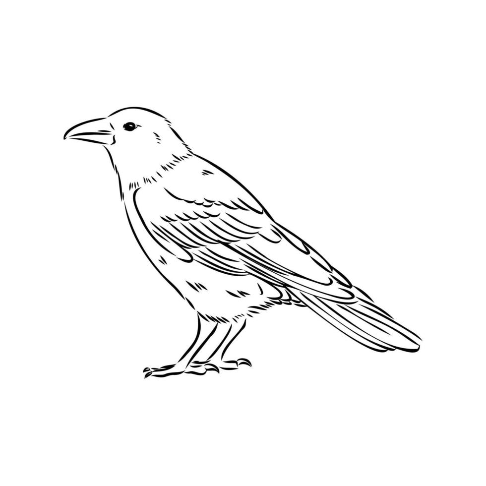 crow vector sketch