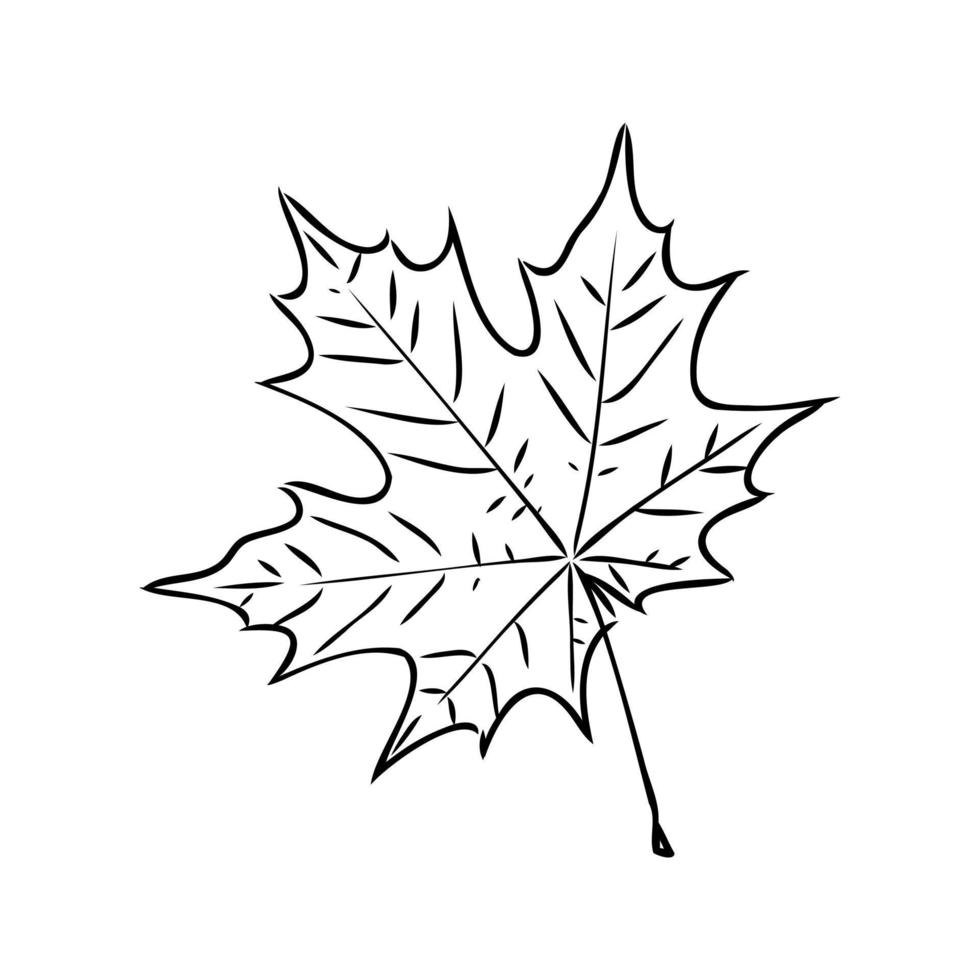 maple leaf vector sketch