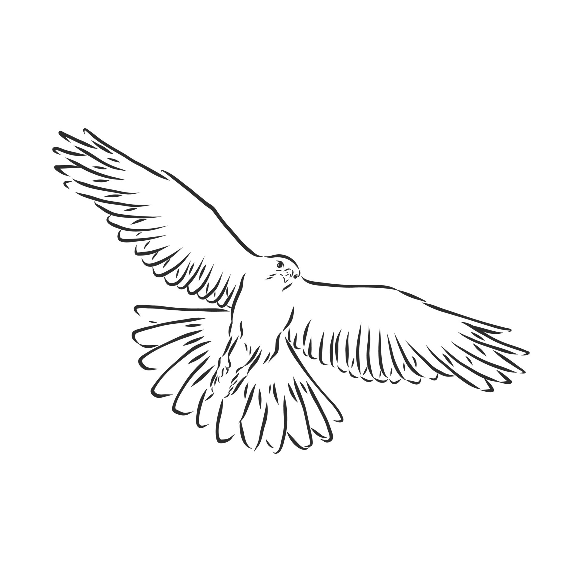hawk falcon eagle vector sketch 8687059 Vector Art at Vecteezy