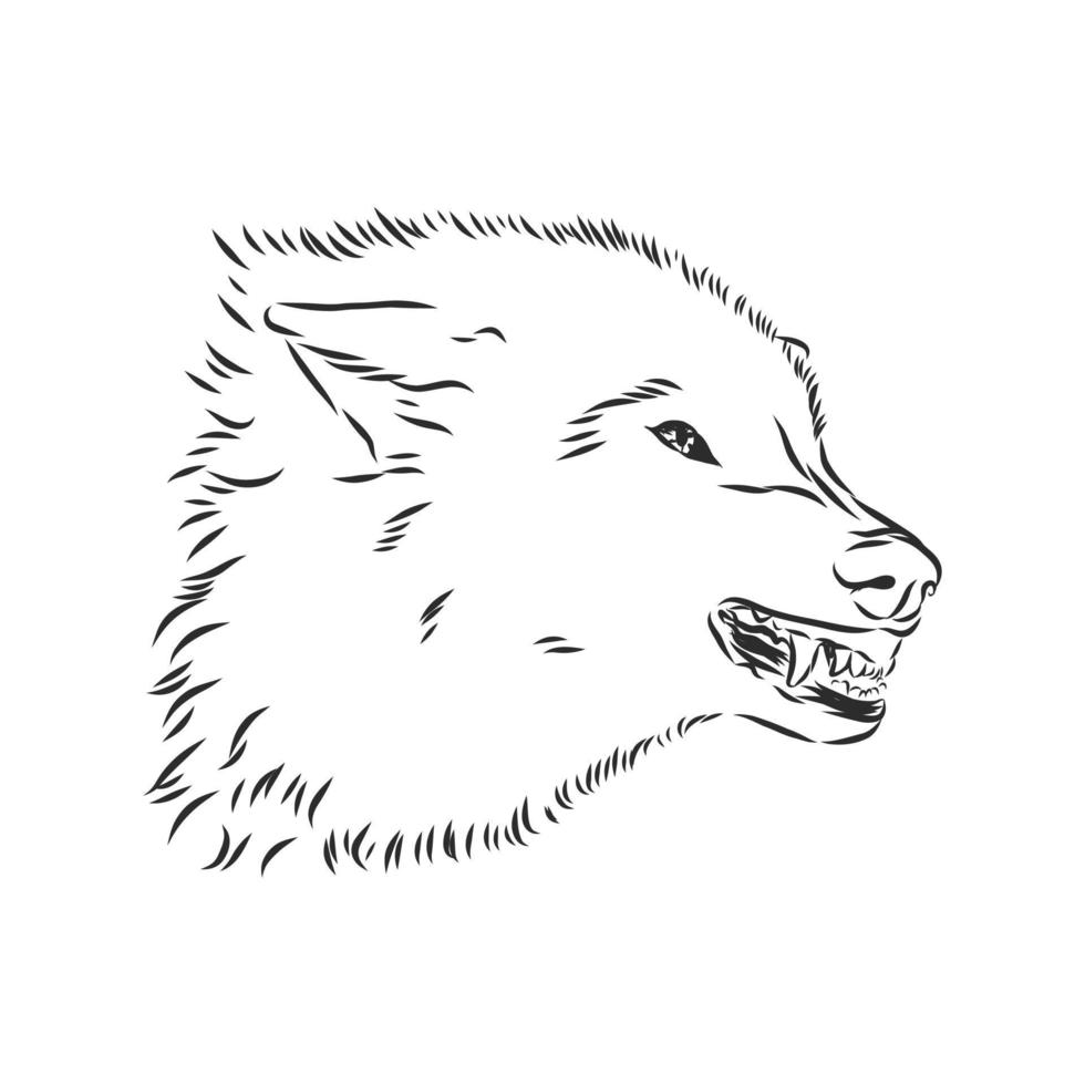 dibujo vectorial de lobo vector