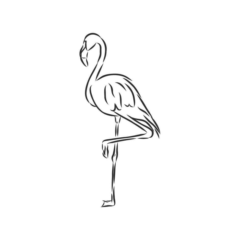 flamingo vector sketch