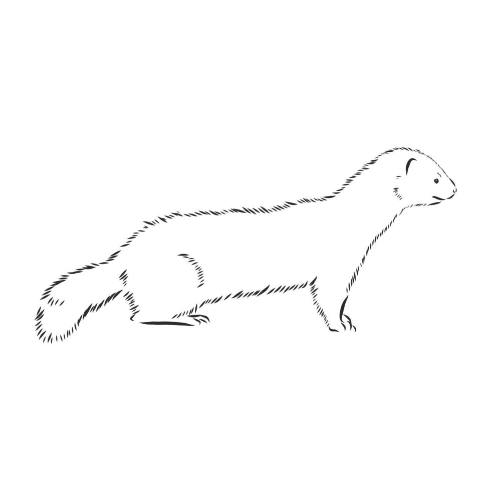 sable vector sketch