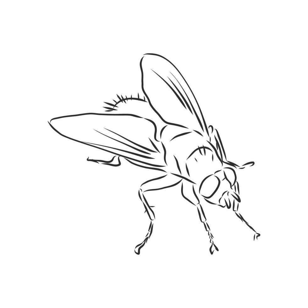 fly vector sketch