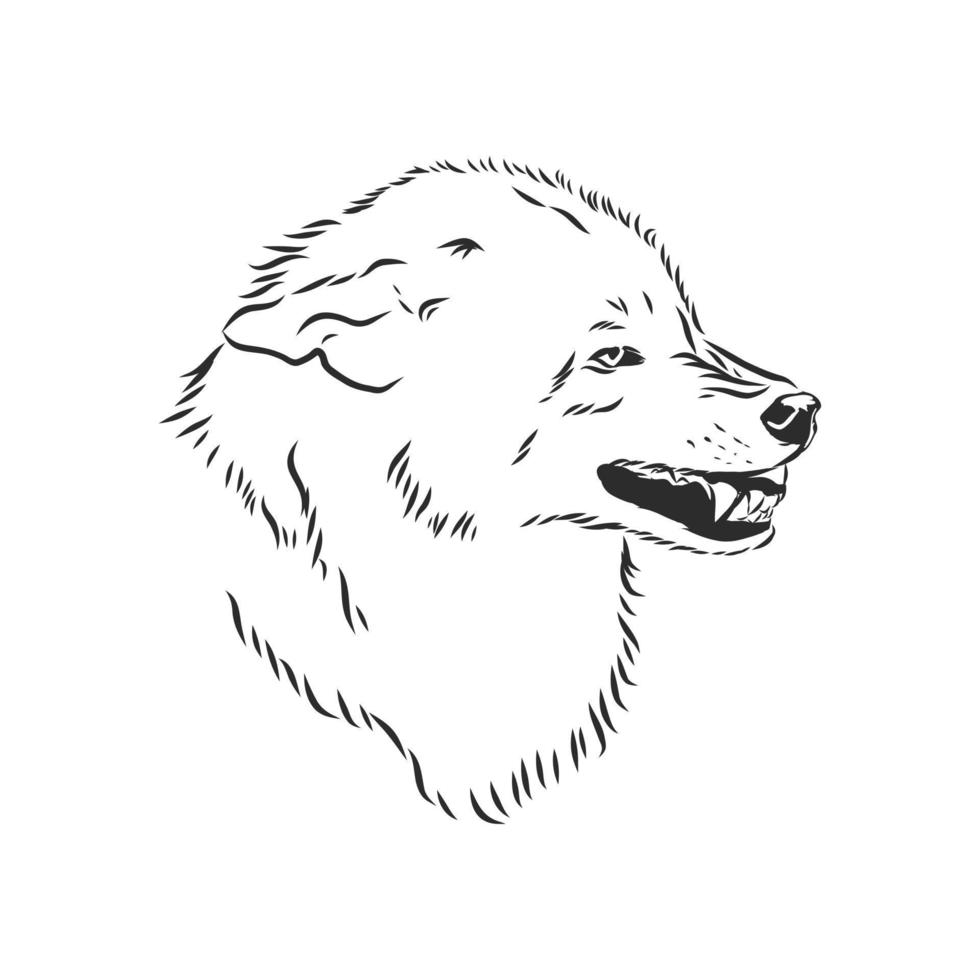 dibujo vectorial de lobo vector