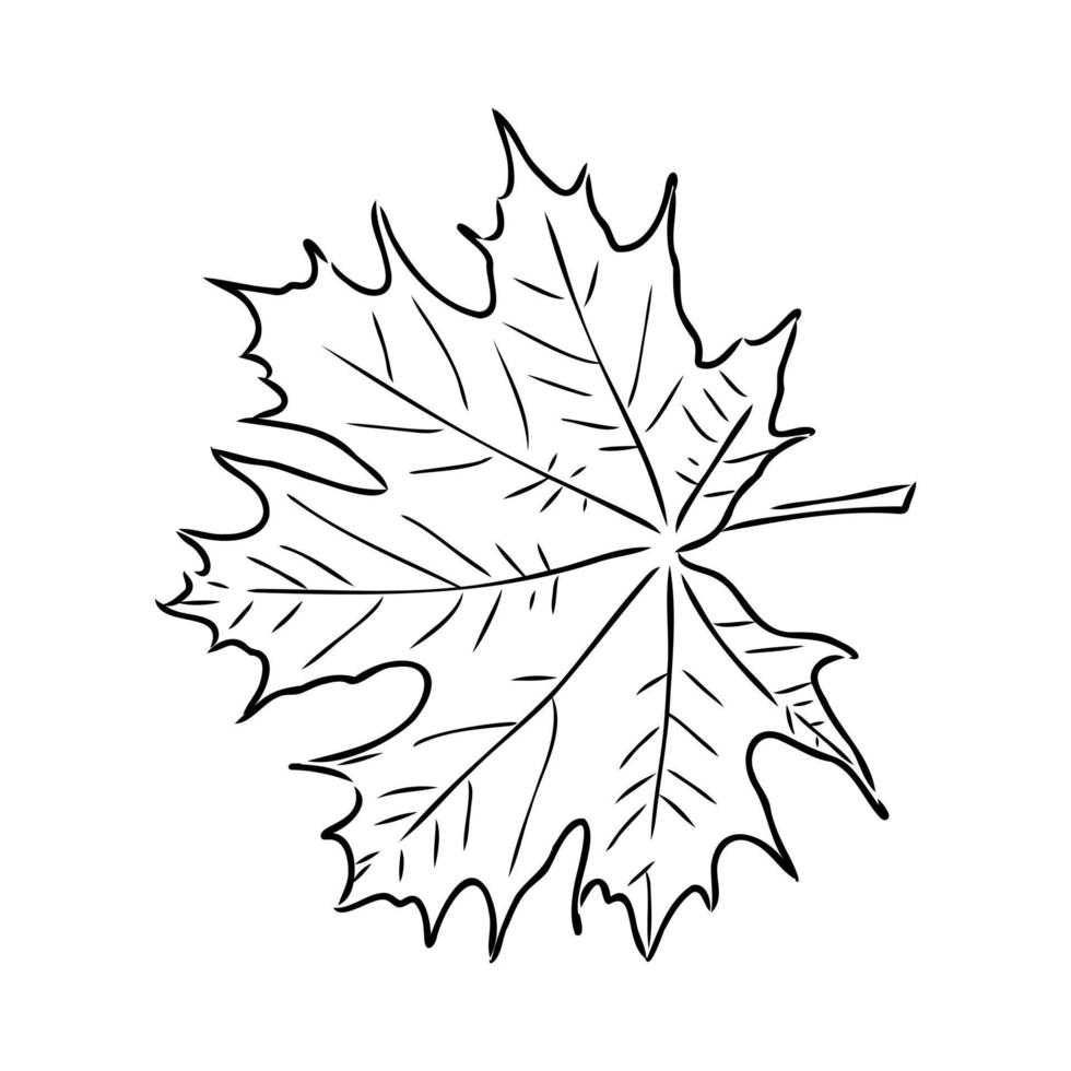 maple leaf vector sketch