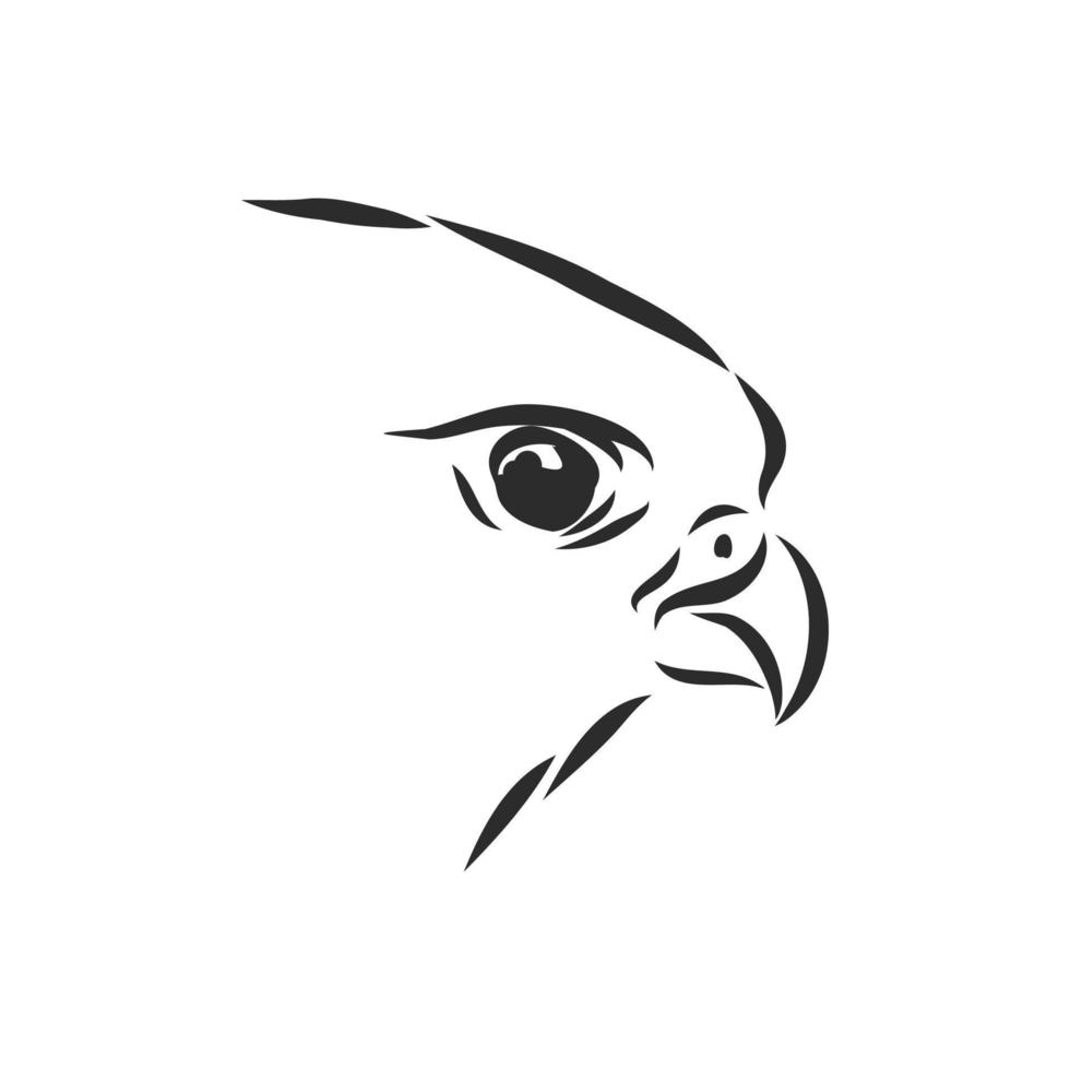 hawk falcon eagle vector sketch