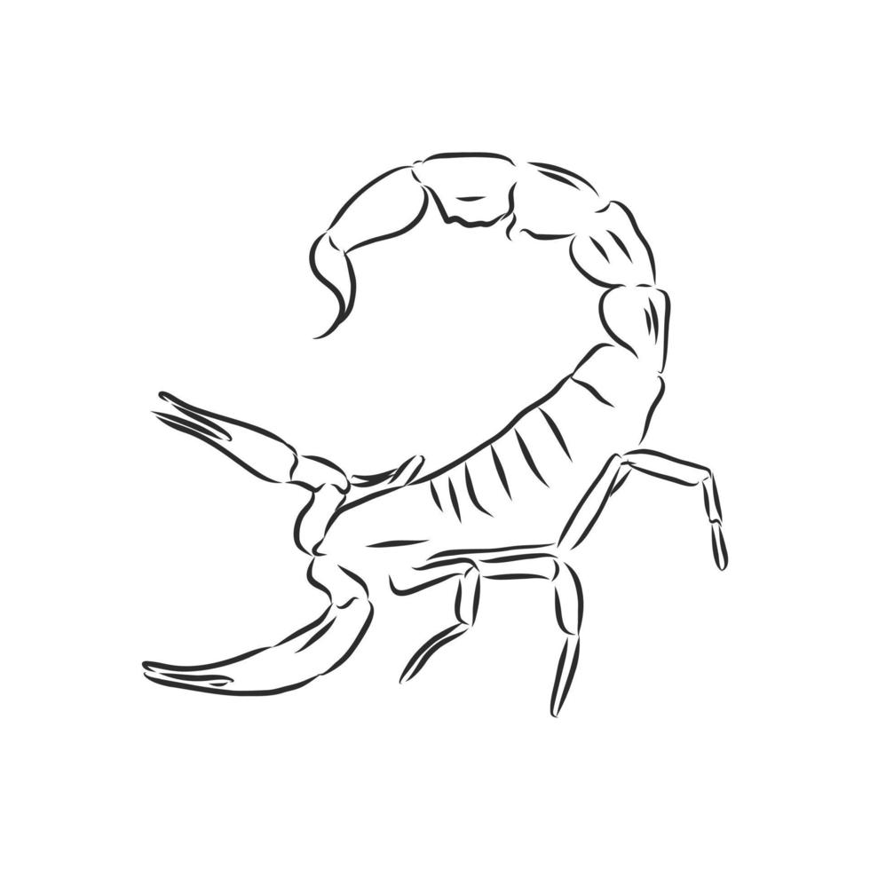 scorpio vector sketch