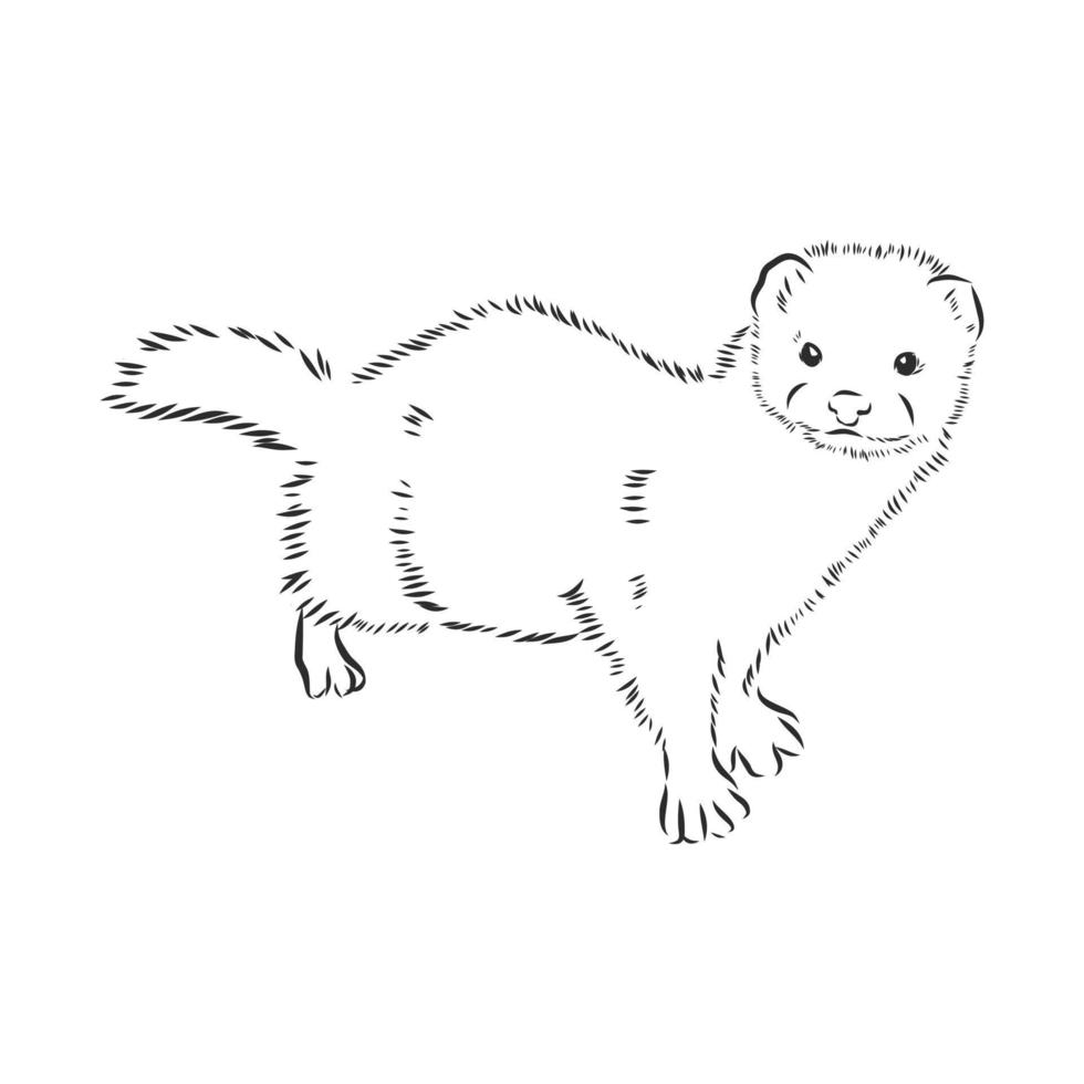 sable vector sketch