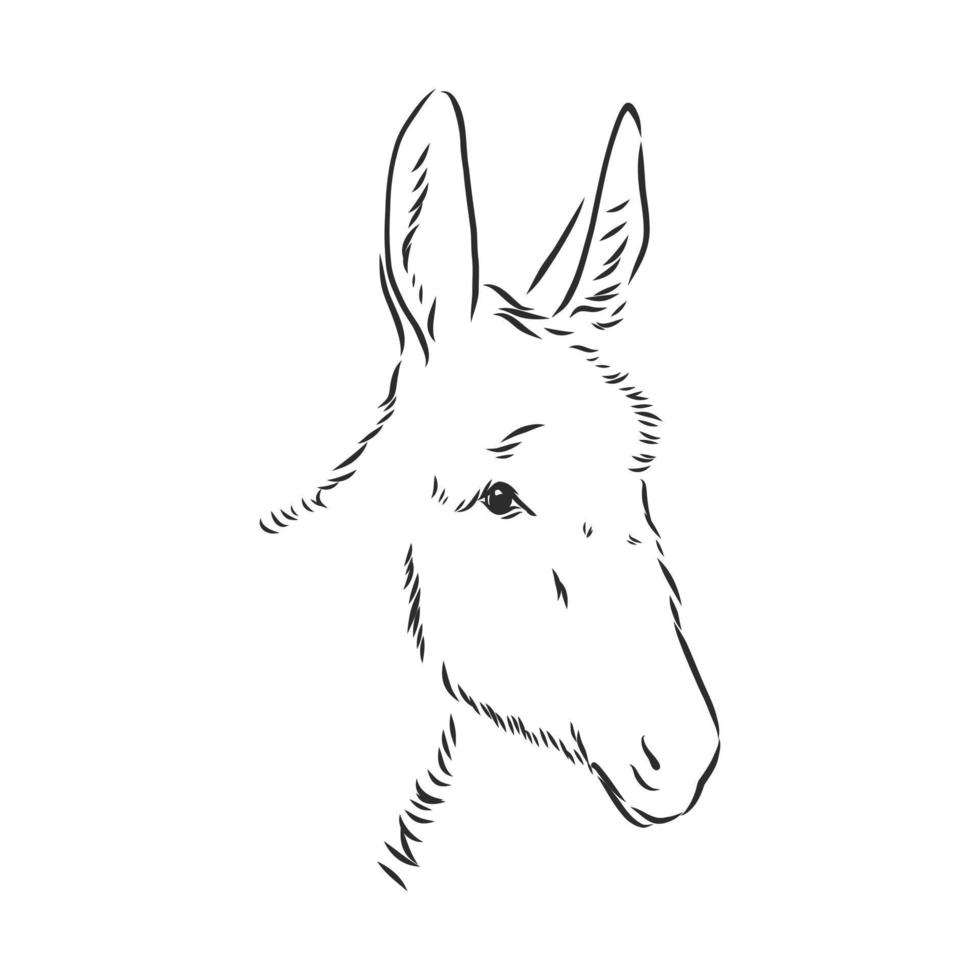 donkey vector sketch