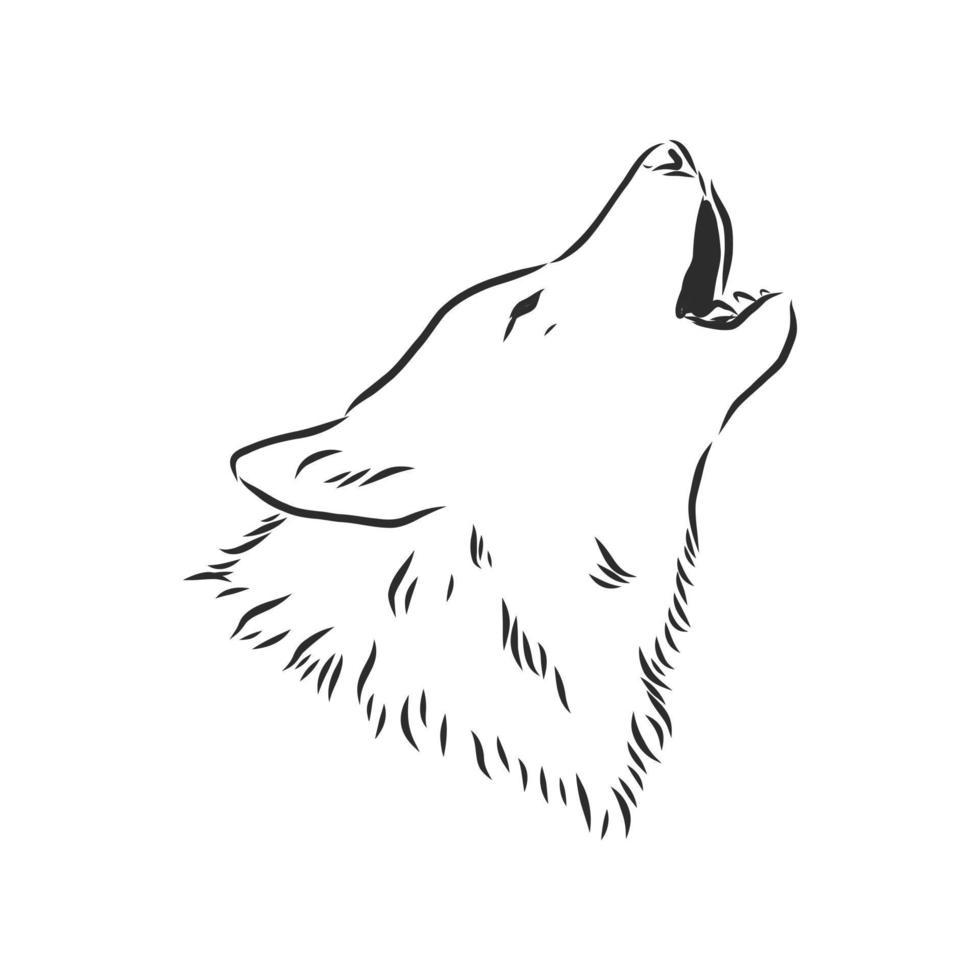 wolf vector sketch