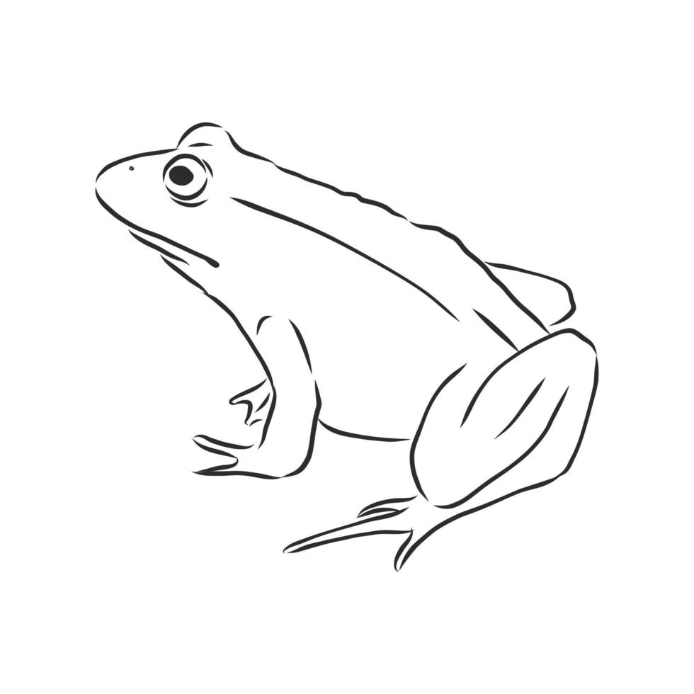 frog vector sketch