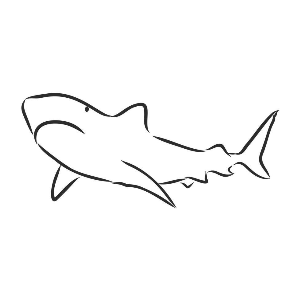 shark vector sketch 8687218 Vector Art at Vecteezy