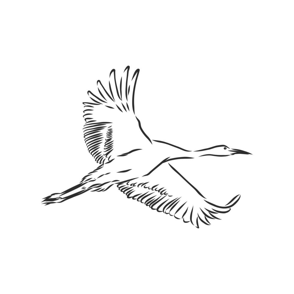 crane bird vector sketch 8687220 Vector Art at Vecteezy