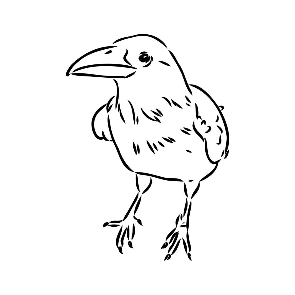 crow vector sketch