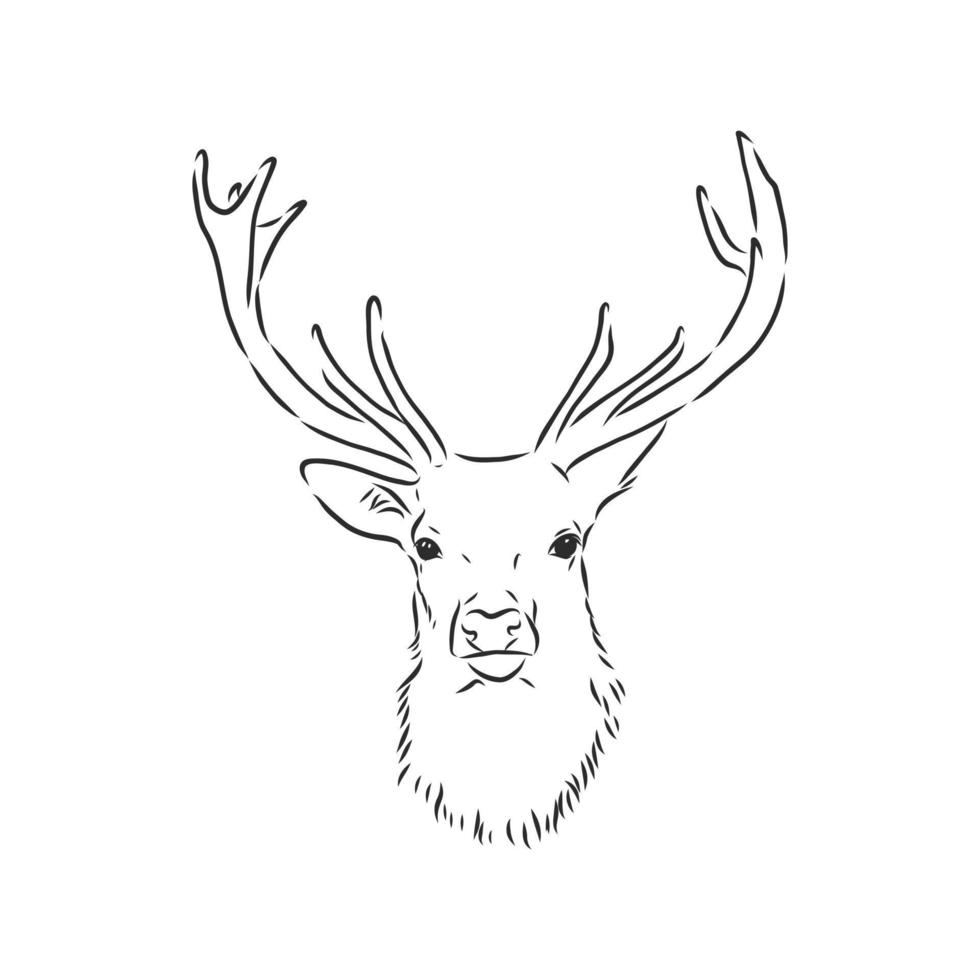 deer vector sketch