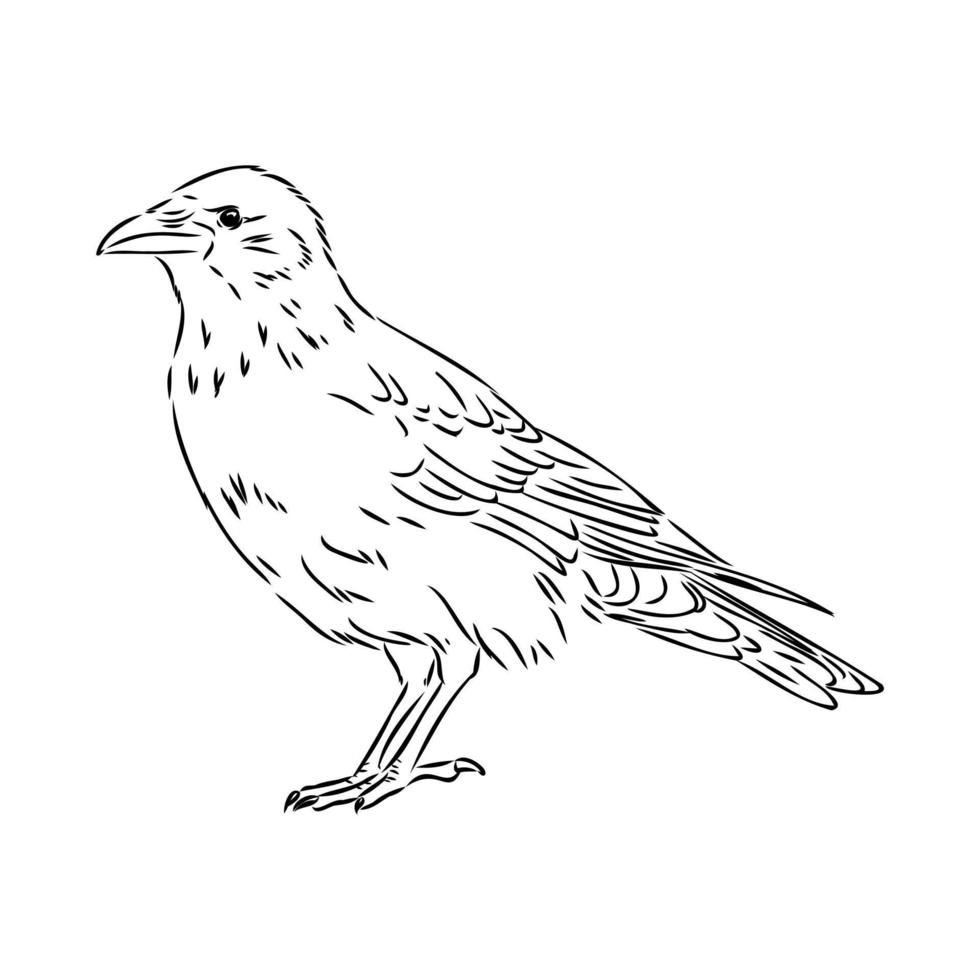 crow vector sketch