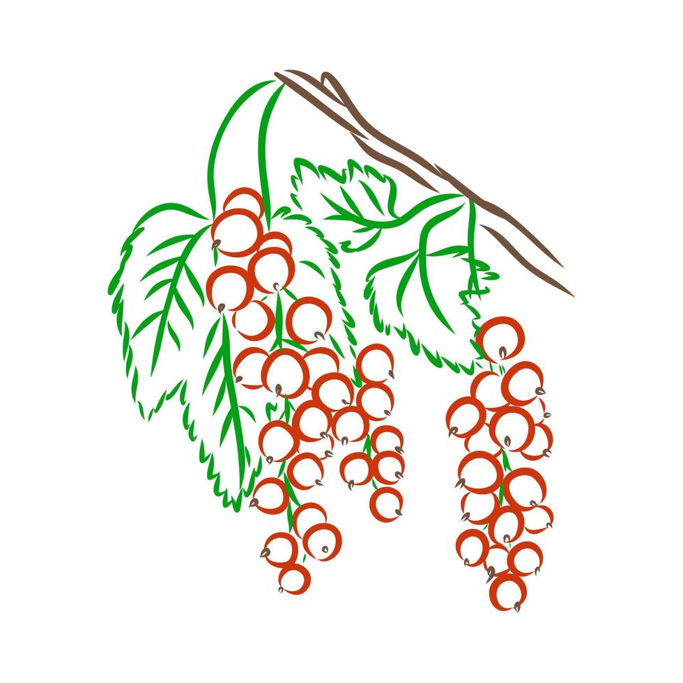 currant vector sketch