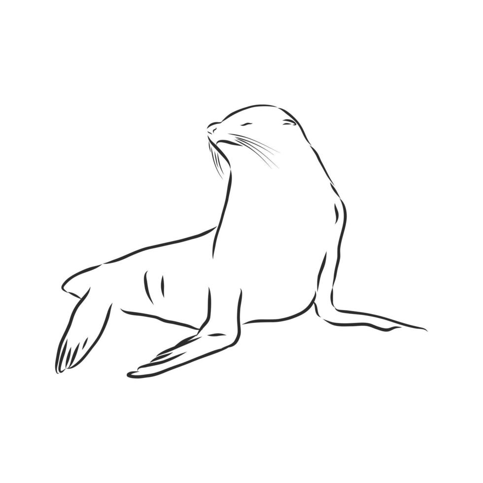 seal vector sketch