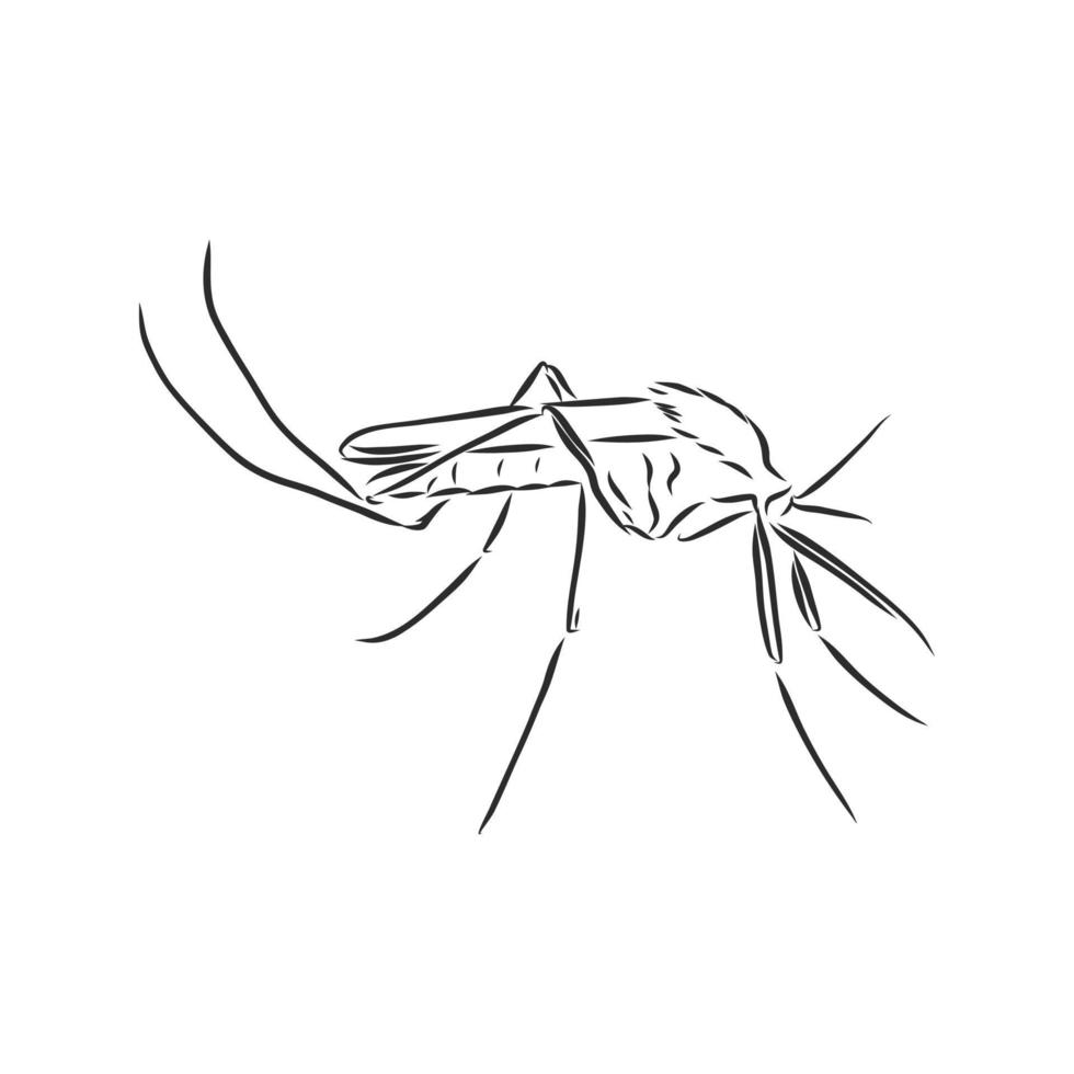 mosquito vector sketch