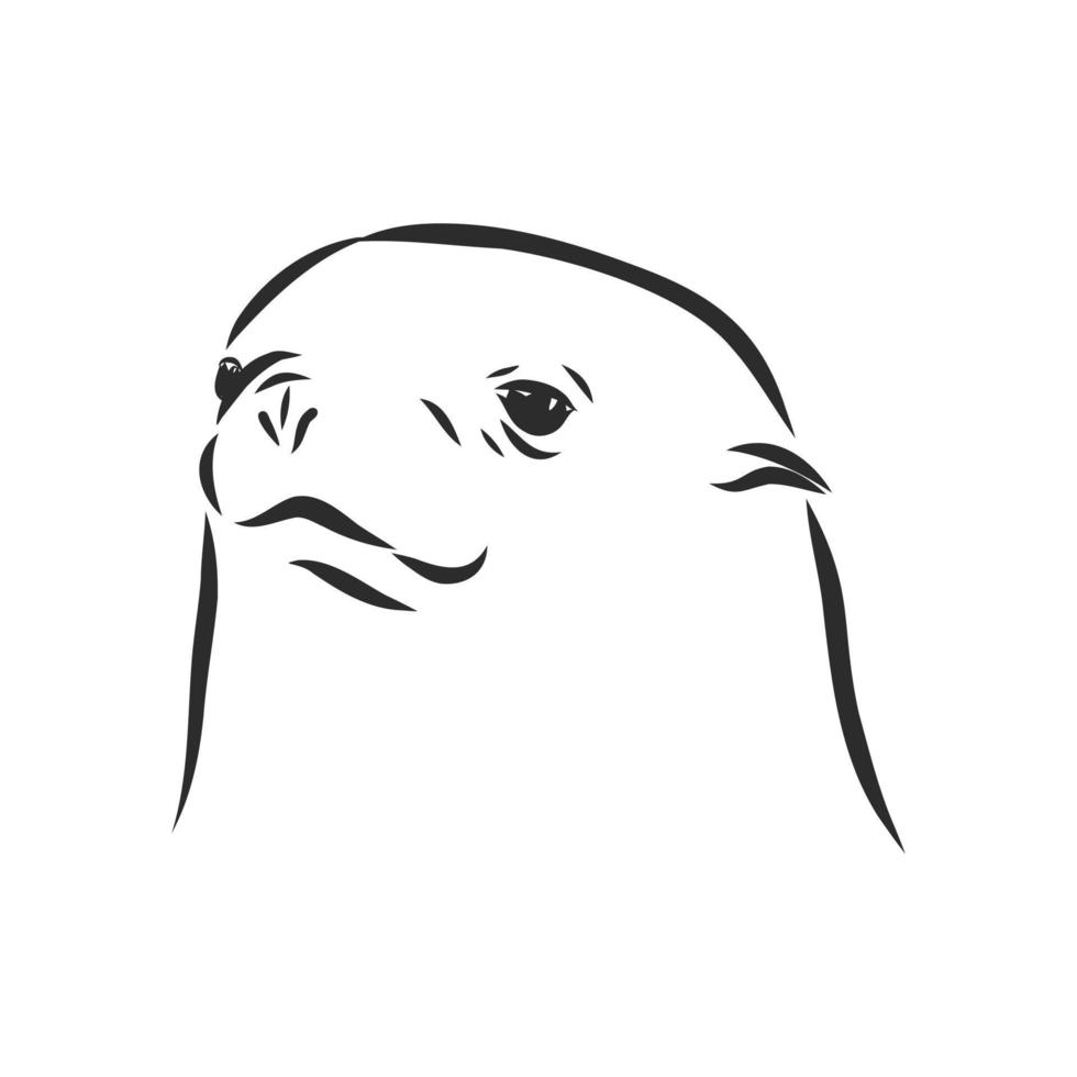 seal vector sketch