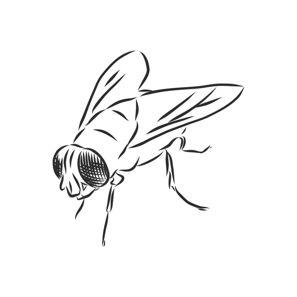 bosquejo del vector de la mosca