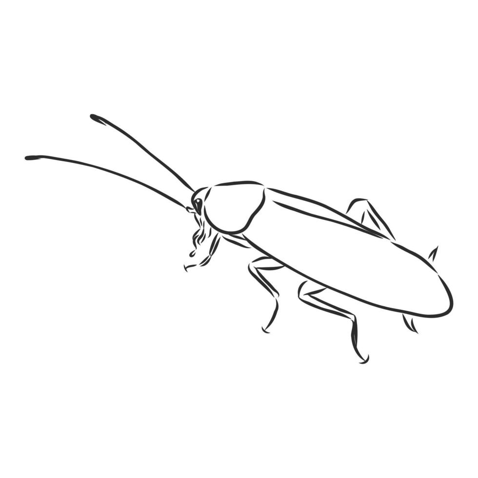 cockroach vector sketch
