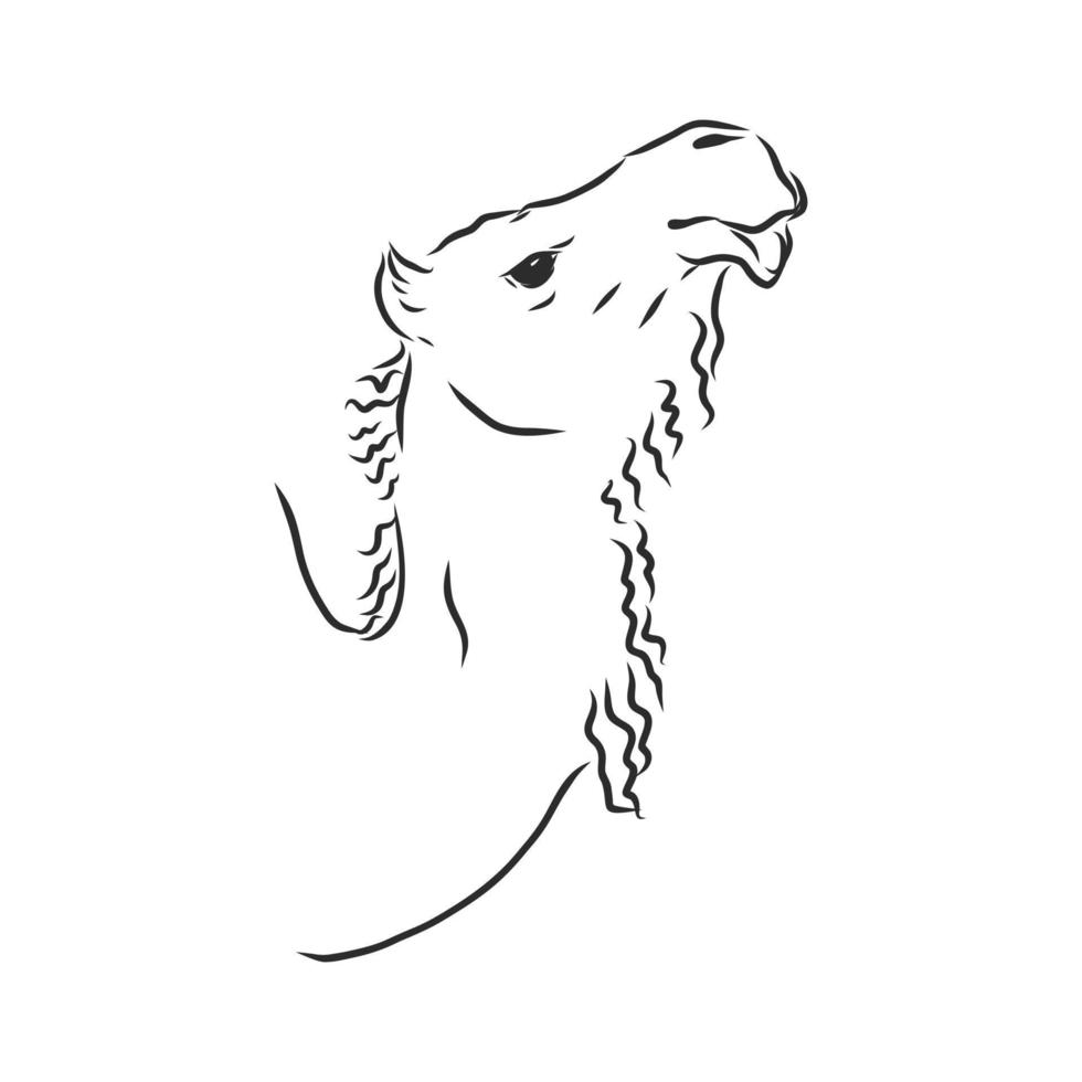 camel vector sketch