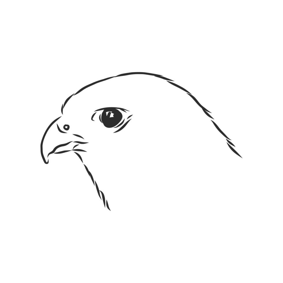 hawk falcon eagle vector sketch