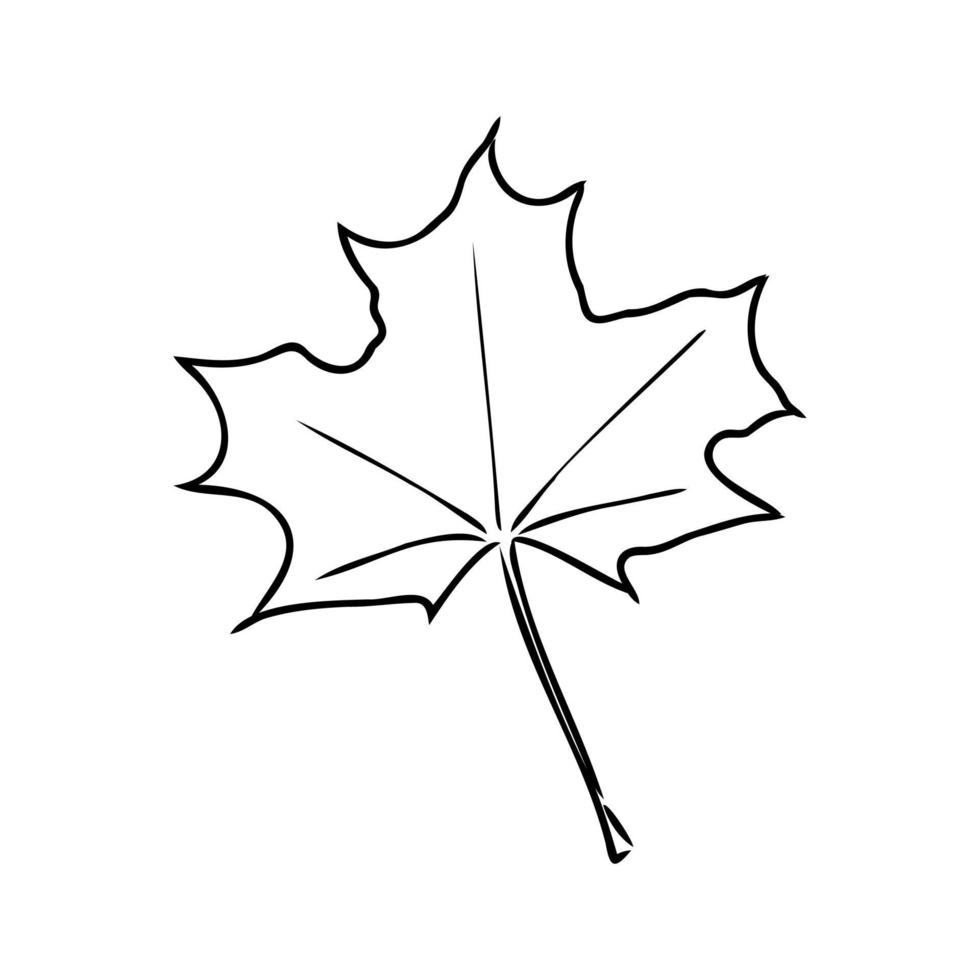 maple leaf vector sketch