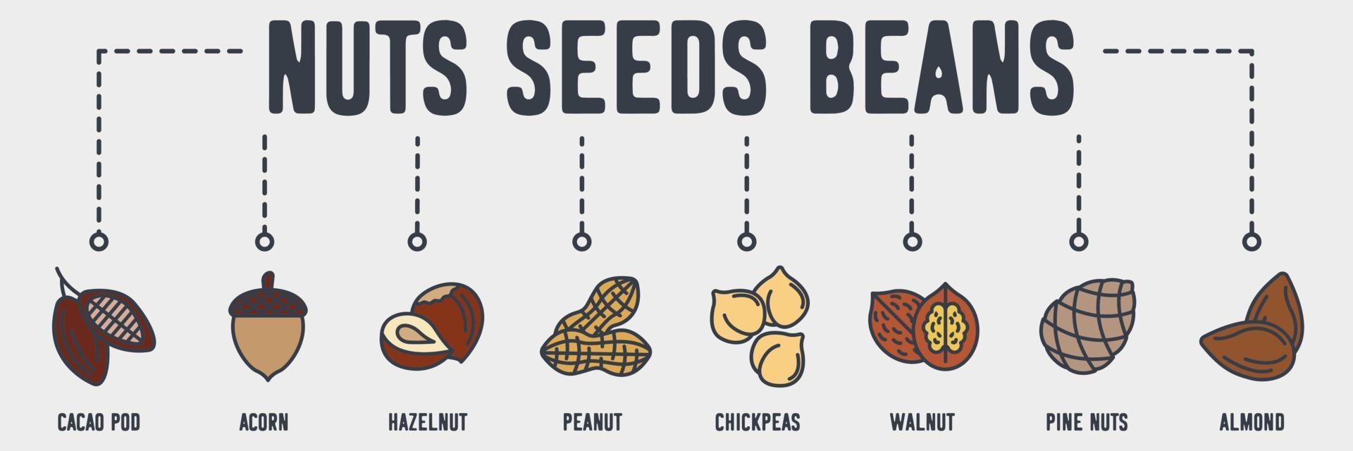 Nuts, seeds and beans banner web icon. cacao pod, acorn, hazelnut, peanut, chickpeas, walnut, pine nuts, almond vector illustration concept.