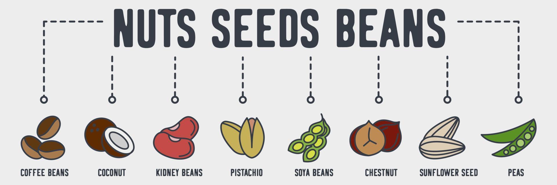 Nuts, seeds and beans banner web icon. coffee beans, coconut, kidney beans, pistachio, soya beans, chestnut, sunflower seed, peas vector illustration concept.