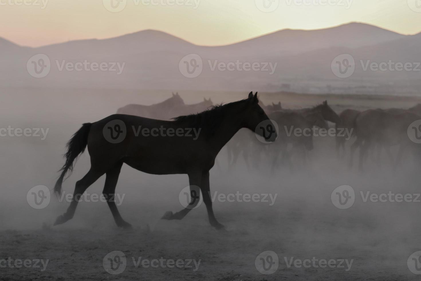 Yilki Horses Running in Field, Kayseri, Turkey photo