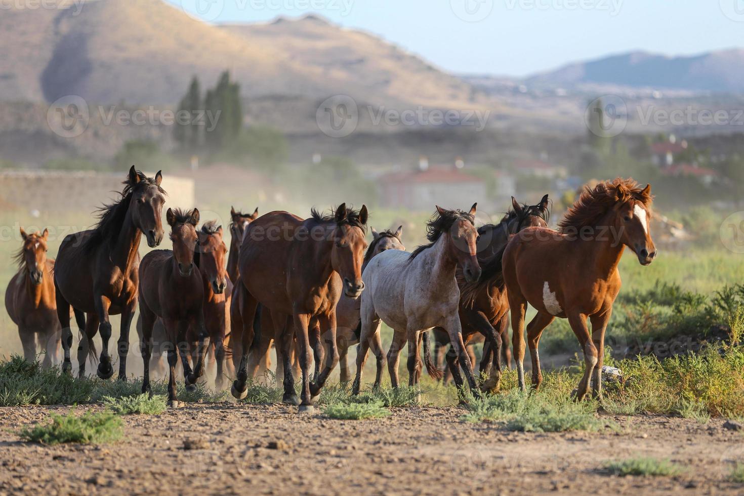 Yilki Horses Running in Field, Kayseri, Turkey photo