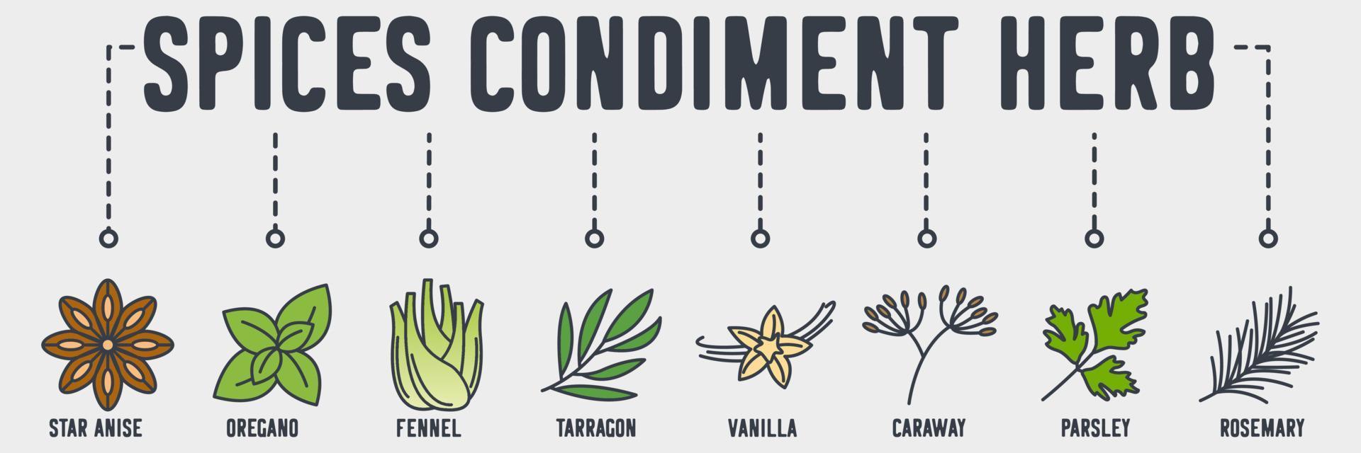 spices condiment herb banner web icon. star anise, oregano, fennel, tarragon, vanilla, caraway, parsley, rosemary vector illustration concept.