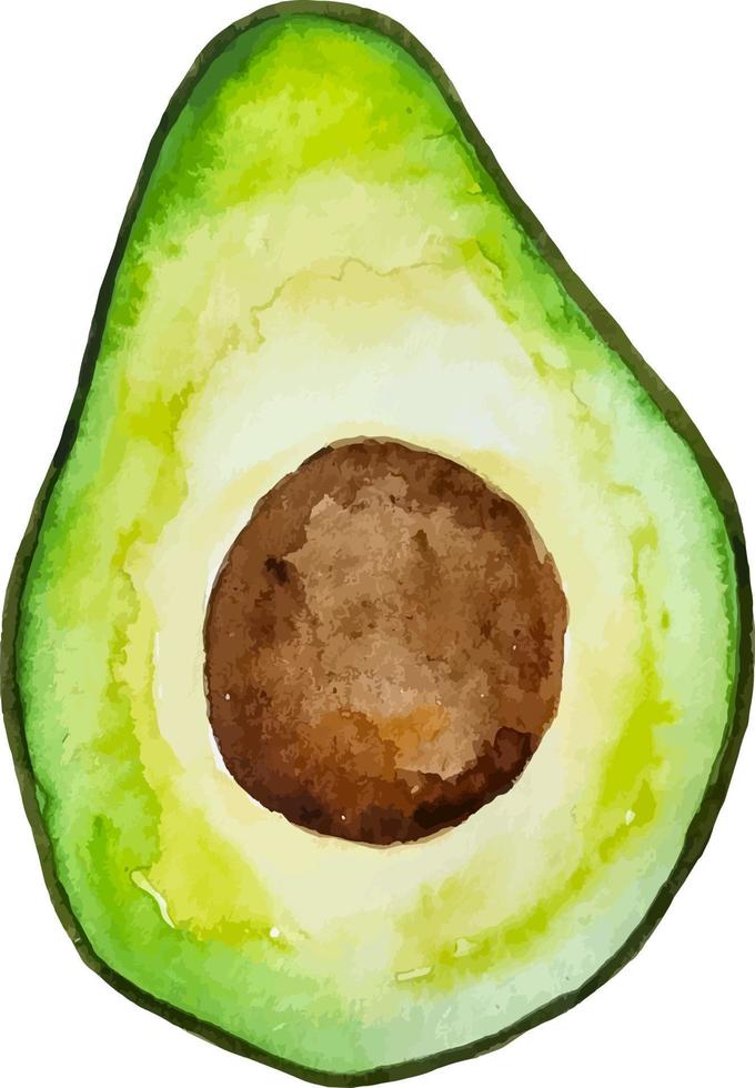 Watercolor half avocado hand drawn isolated on white healthy food vector
