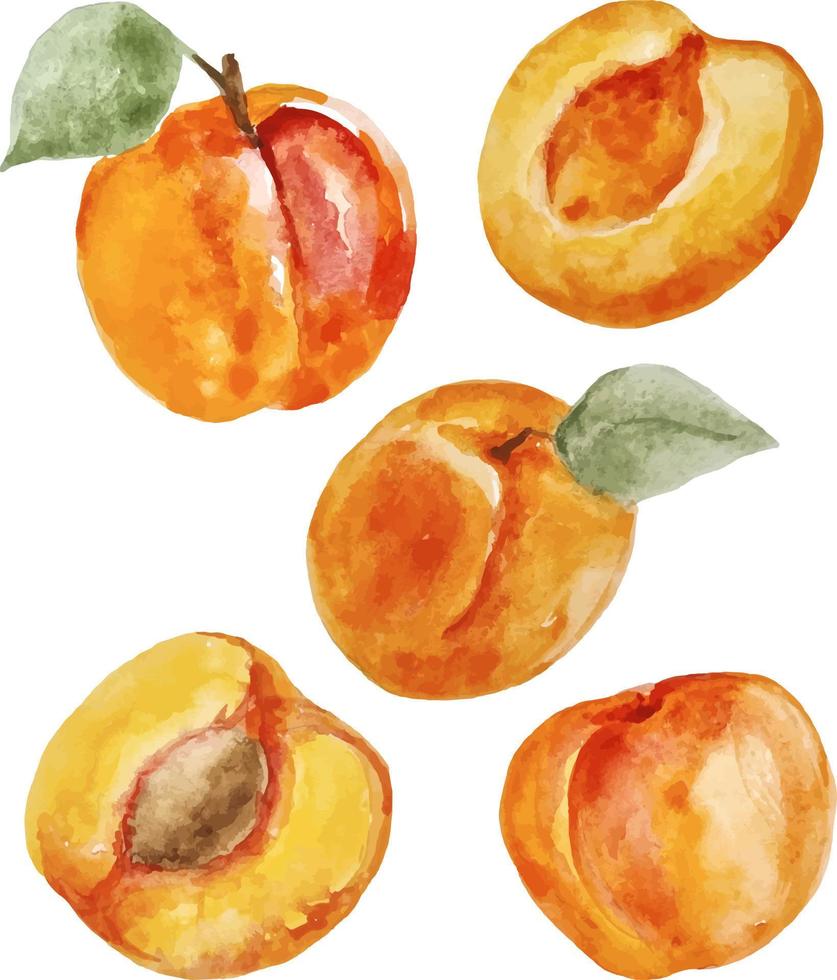 Watercolor hand drawn set of fresh apricots on the white background vector