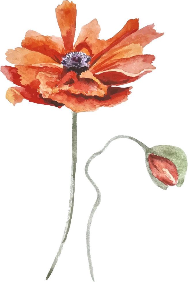 Watercolor hand drawn floral clipart - poppies, two separate elements on the transparent background for decorations vector