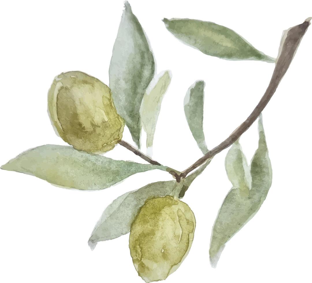 Watercolor hand drawn green olive brunch vector clipart on the transparent background