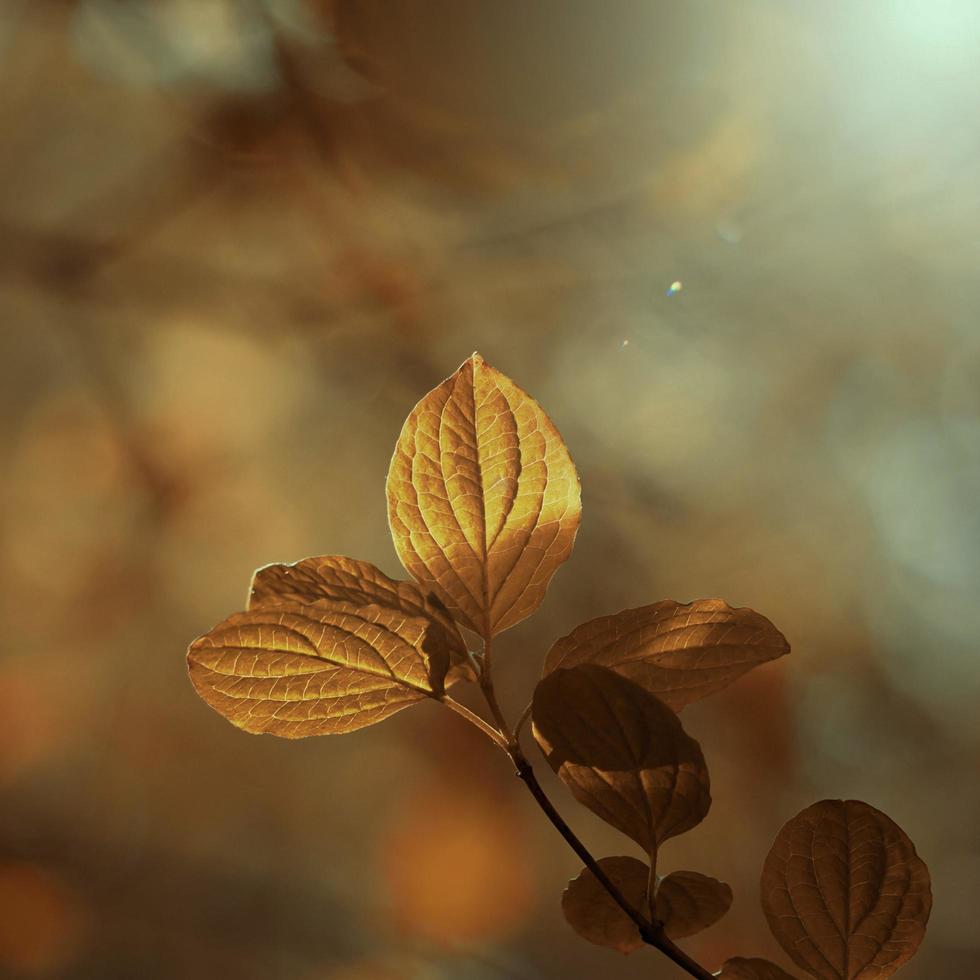 brown tree leaves in autumn season photo