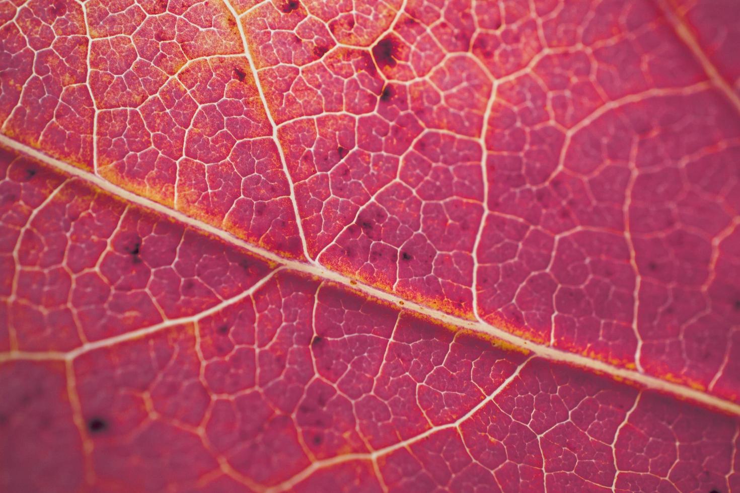 venas de hojas de árboles rojos, colores otoñales fondo rojo foto