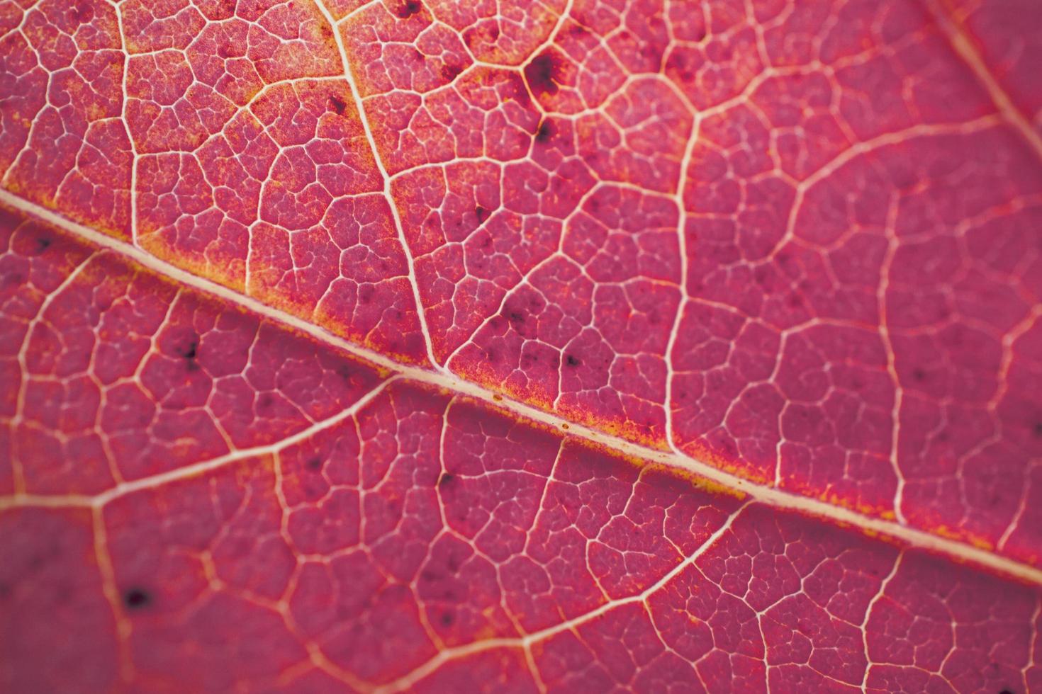 red tree leaf veins, autumn colors red background photo