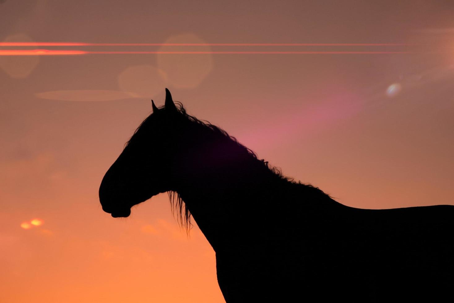 silueta de caballo en el prado y hermoso fondo de puesta de sol foto