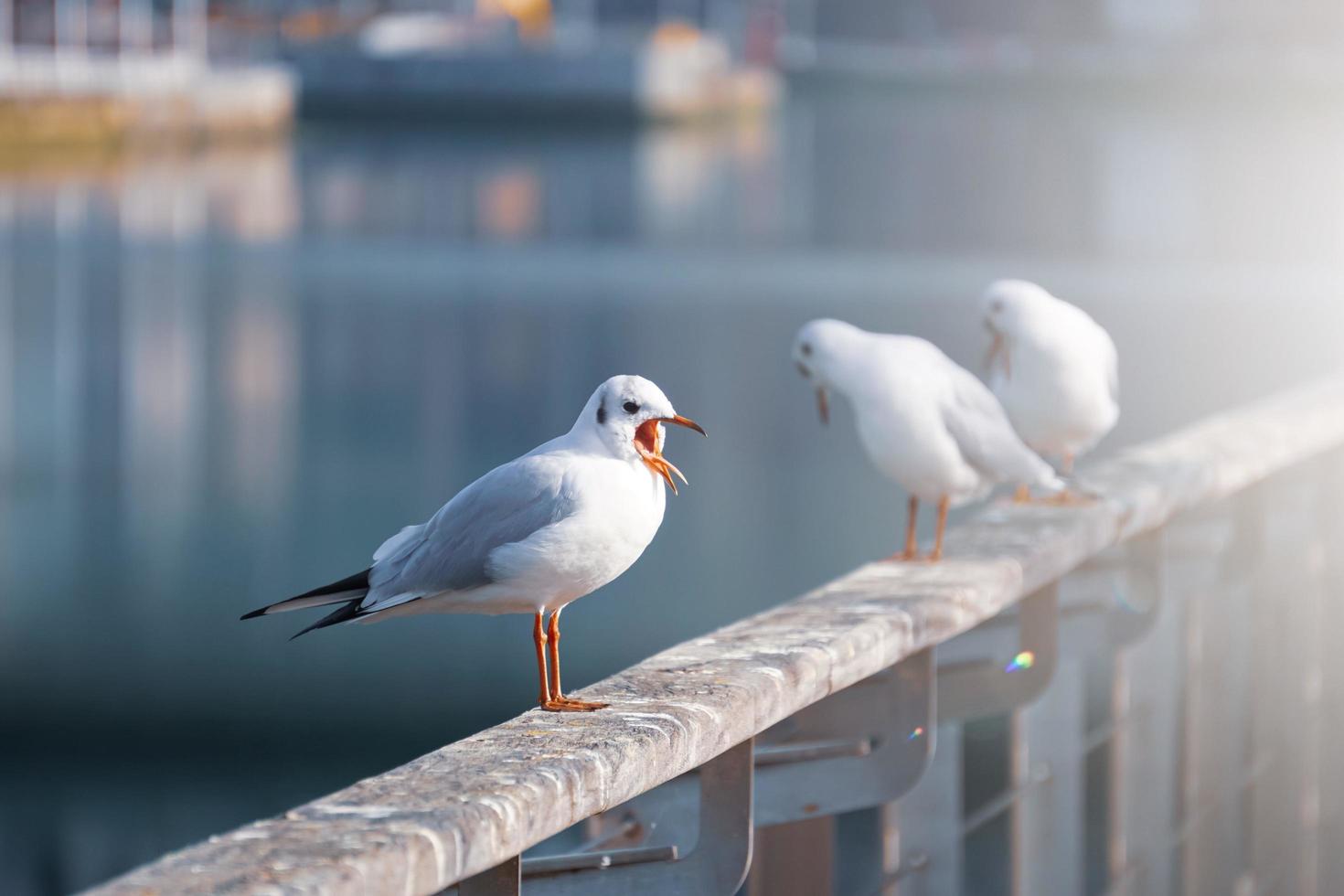 seagulls resting in the seaport photo