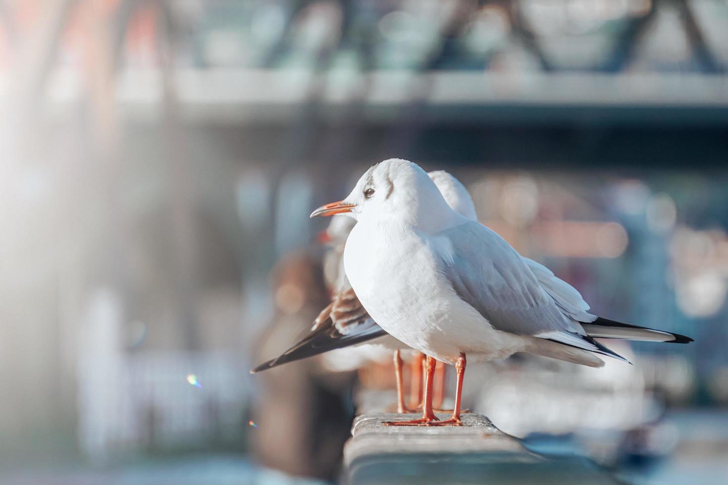 seagulls resting in the seaport photo