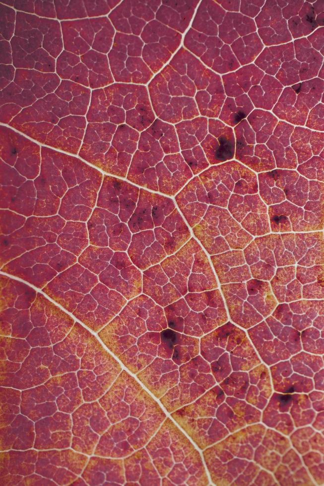 venas de hojas de árboles rojos, colores otoñales fondo rojo foto