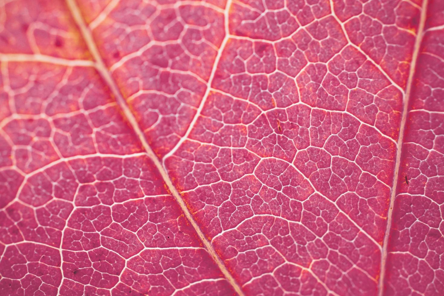 venas de hojas de árboles rojos, colores otoñales fondo rojo foto